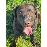 Zelda Dolcissima Labrador pura 4 anni Cerca casa - Adozione Latina e Lazio - Foto n. 1