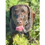 Zelda Dolcissima Labrador pura 4 anni Cerca casa - Adozione Latina e Lazio - Foto n. 2