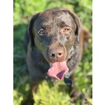 Zelda Dolcissima Labrador pura 4 anni Cerca casa - Adozione Latina e Lazio - Foto n. 3