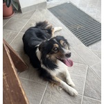 Do la Disponibilità del mio Cane, Pepe, All'accoppiamento. - Foto n. 1