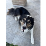 Do la Disponibilità del mio Cane, Pepe, All'accoppiamento. - Foto n. 2