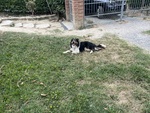 Do la Disponibilità del mio Cane, Pepe, All'accoppiamento. - Foto n. 3