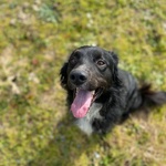 🐶 Altra Razza maschio di 7 anni in adozione a Latina (LT) e in tutta Italia da associazione animali