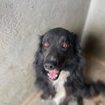 Prince Dolce Cagnolino Cerca casa - ha Vissuto per anni a Catena :((( - Foto n. 3