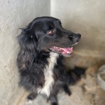 Prince Dolce Cagnolino Cerca casa - ha Vissuto per anni a Catena :((( - Foto n. 4
