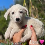 🐶 Altra Razza femmina di 2 mesi in adozione a Latina (LT) e in tutta Italia da associazione animali