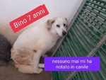 🐶 Altra Razza maschio in adozione a Milano (MI) e in tutta Italia da privato