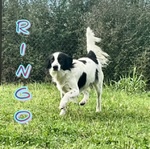 🐶 Altra Razza maschio in adozione a Milano (MI) e in tutta Italia da privato