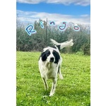 Ringo ha Bisogno di una Famiglia - un Simpaticone! - Foto n. 2