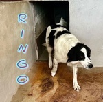 Ringo ha Bisogno di una Famiglia - un Simpaticone! - Foto n. 3