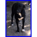🐶 Altra Razza maschio in adozione a Milano (MI) e in tutta Italia da privato