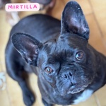 🐶 Bulldog Francese femmina di 4 anni in adozione a Latina (LT) e in tutta Italia da associazione animali