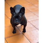 Mirtilla Dolcissima Bulldog Francese Cerca Adozione! - Foto n. 2