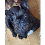 Mirtilla Dolcissima Bulldog Francese Cerca Adozione! - Foto n. 3