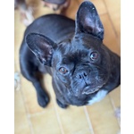 Mirtilla Dolcissima Bulldog Francese Cerca Adozione! - Foto n. 4