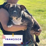 🐶 American maschio di 6 mesi in adozione a Latina (LT) e in tutta Italia da associazione animali