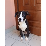 🐶 Pitbull maschio in adozione a Milano (MI) e in tutta Italia da privato