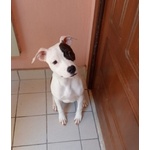🐶 Pitbull femmina in adozione a Milano (MI) e in tutta Italia da privato