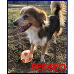 🐶 Altra Razza maschio in adozione a Milano (MI) e in tutta Italia da privato