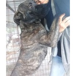 🐶 Altra Razza maschio in adozione a Milano (MI) e in tutta Italia da privato