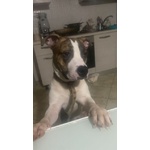 🐶 Pitbull maschio in adozione a Milano (MI) e in tutta Italia da privato
