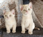 🐱 Burmese di 5 settimane (cucciolo) in vendita a Porretta Terme (BO) da privato