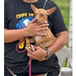 Melissa Cagnolina Timida e Dolce Cerca Adozione - Taglia Piccola 1 Anno - Foto n. 3