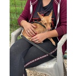 Melissa Cagnolina Timida e Dolce Cerca Adozione - Taglia Piccola 1 Anno - Foto n. 4