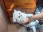 🐱 British femmina di 8 settimane (cucciolo) in vendita a Costigliole d'Asti (AT) e in tutta Italia da privato