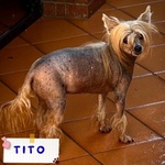 🐶 Chinese Crested Dog maschio di 9 anni e 9 mesi in adozione a Latina (LT) e in tutta Italia da associazione animali