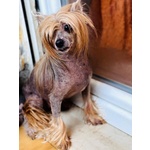 Tito Chinese Crested dog con Pedigree Cerca Adozione - Foto n. 2