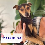 🐶 Altra Razza maschio di 3 anni in adozione a Latina (LT) e in tutta Italia da associazione animali