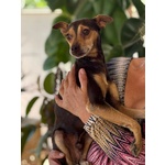 Pollicino Dolce Simil Pinscher 3 anni Cerca Casa - Foto n. 2