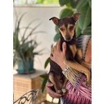 Pollicino Dolce Simil Pinscher 3 anni Cerca Casa - Foto n. 3