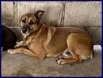 🐶 Altra Razza maschio in adozione a Milano (MI) e in tutta Italia da privato