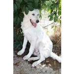 Muffin 5anni Dolce Allegro Speranzoso. 20kg - Foto n. 2