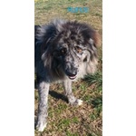 🐶 Altra Razza maschio in adozione a Milano (MI) e in tutta Italia da privato
