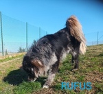 Fantastico Rufus 4anni tg Grande - Foto n. 3
