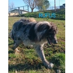 Fantastico Rufus 4anni tg Grande - Foto n. 5