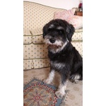 Fantastico Schnauzer nano Maschio per Accoppiamento - Foto n. 2
