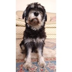 Fantastico Schnauzer nano Maschio per Accoppiamento - Foto n. 3