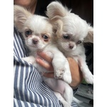 Bellissima Femminuccia di Chihuahua – Taglia Piccola – - Foto n. 2
