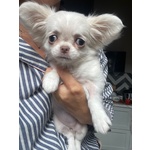 🐶 Chihuahua femmina di 3 mesi in vendita a Trieste (TS) e in tutta Italia da privato