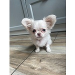 Bellissima Femminuccia di Chihuahua – Taglia Piccola – - Foto n. 3