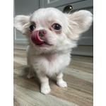 Bellissima Femminuccia di Chihuahua – Taglia Piccola – - Foto n. 4