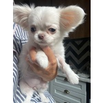 Bellissima Femminuccia di Chihuahua – Taglia Piccola – - Foto n. 5