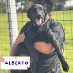 🐶 Altra Razza maschio di 5 mesi in adozione a Latina (LT) e in tutta Italia da associazione animali