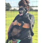 Alberto Cucciolotto mix Labrador 5 mesi Cerca Casa - Foto n. 2