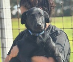 Alberto Cucciolotto mix Labrador 5 mesi Cerca Casa - Foto n. 3