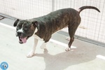 Clony, mix Amstaff Giovane e Pieno di Vita… - Foto n. 2